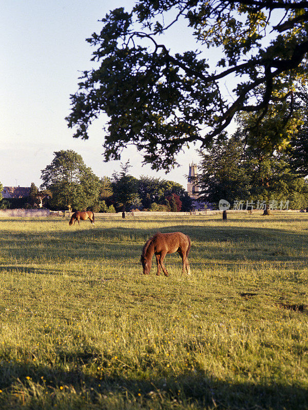 风景优美的科茨沃尔德- Minchinhampton Common